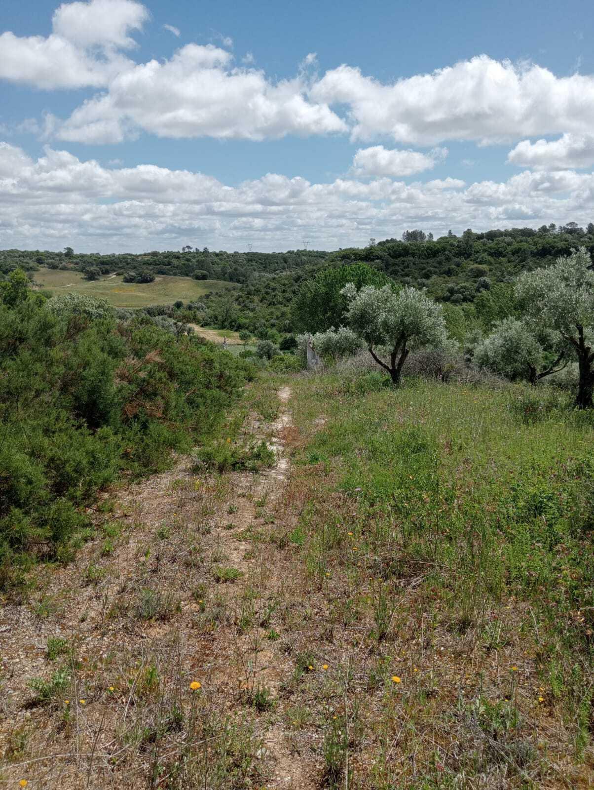 Plot à vendre à Guardamar and surroundings 4