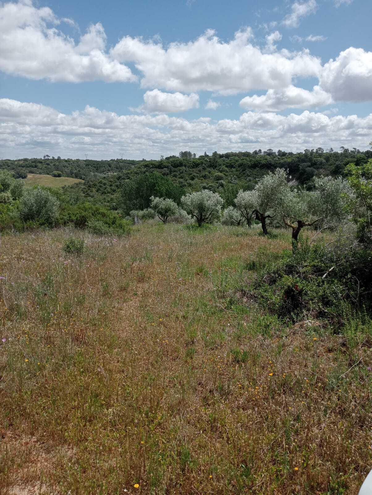 Plot à vendre à Guardamar and surroundings 6