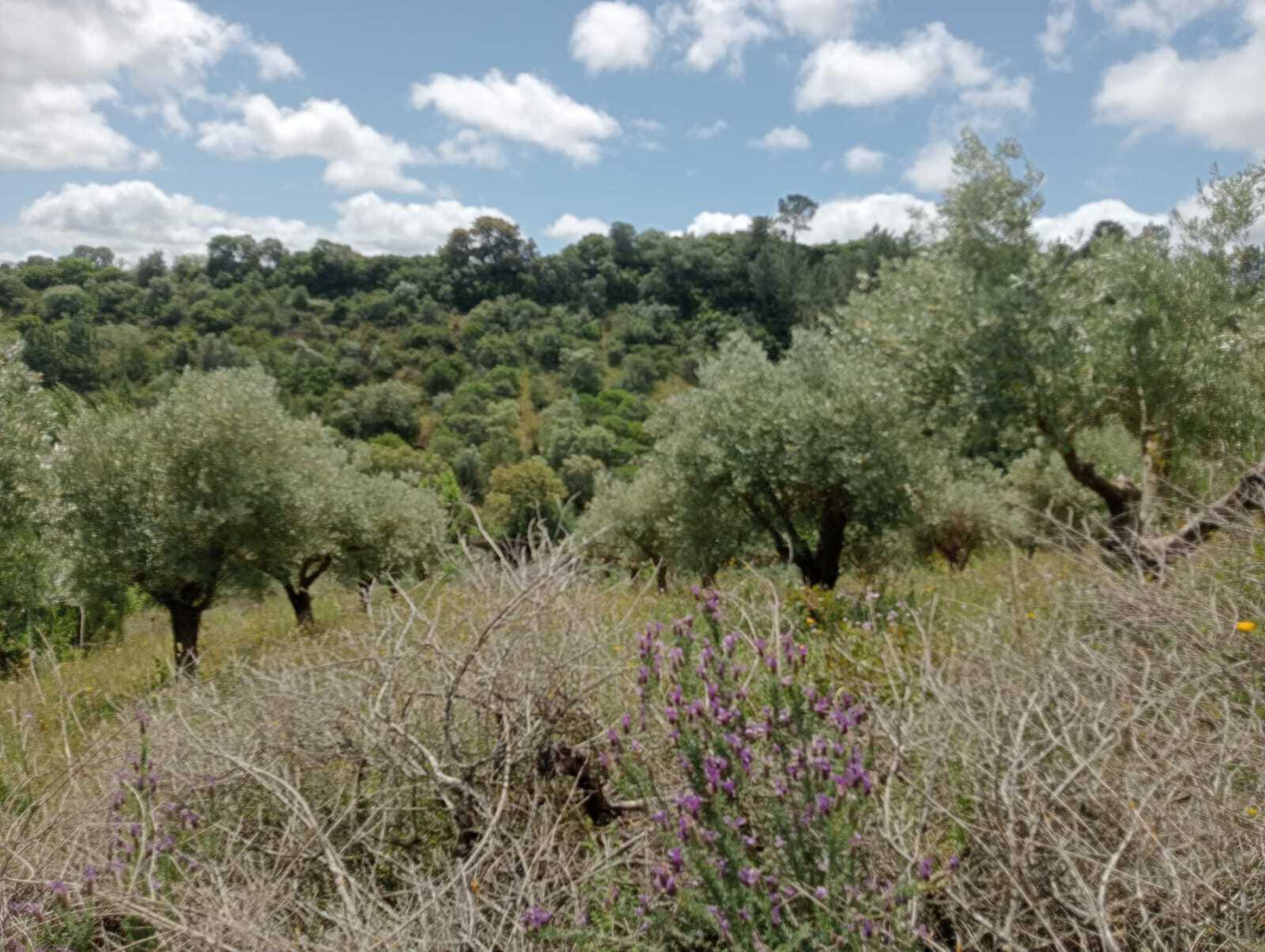 Plot à vendre à Guardamar and surroundings 8