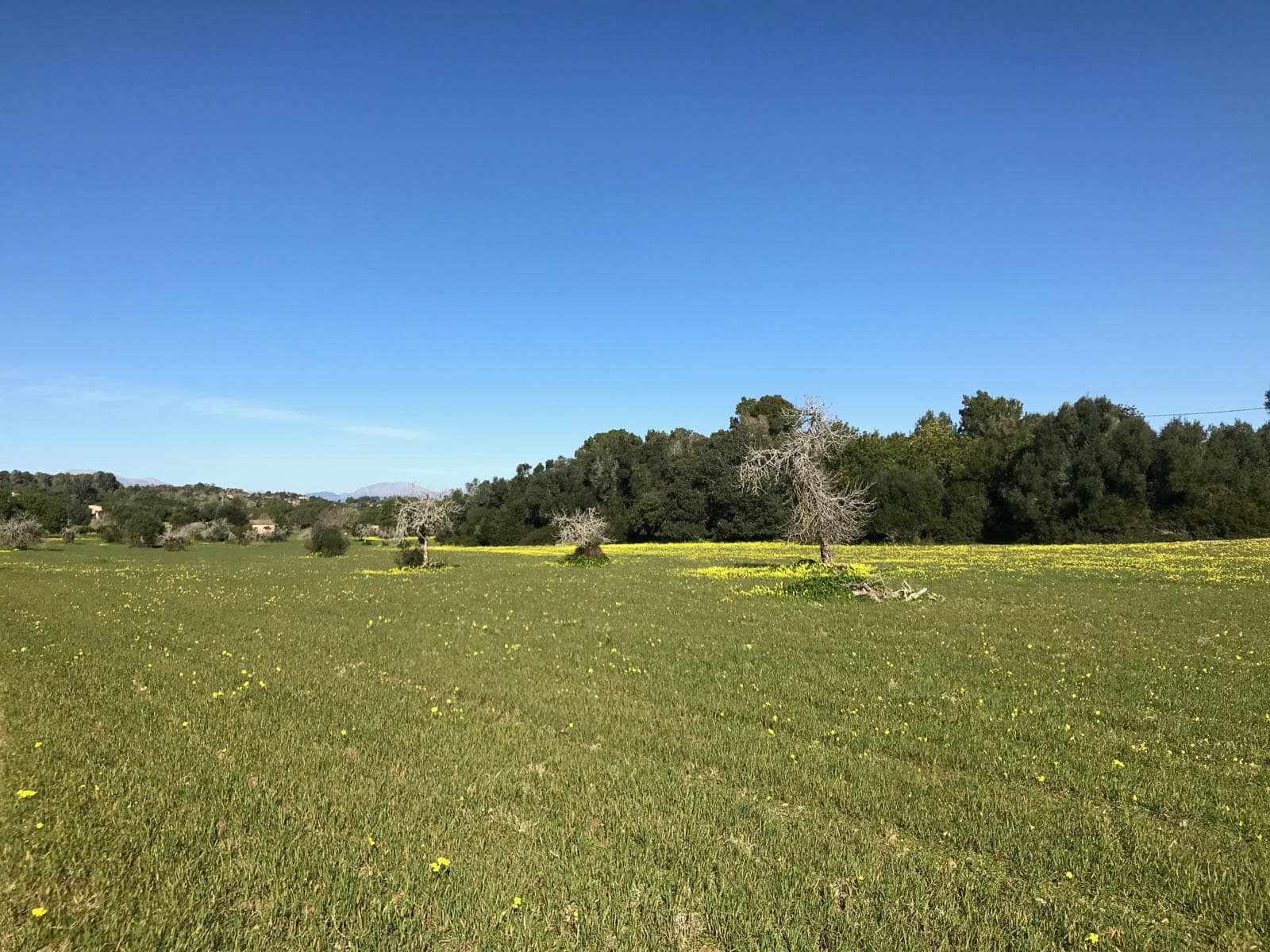 Działka na sprzedaż w Mallorca East 4