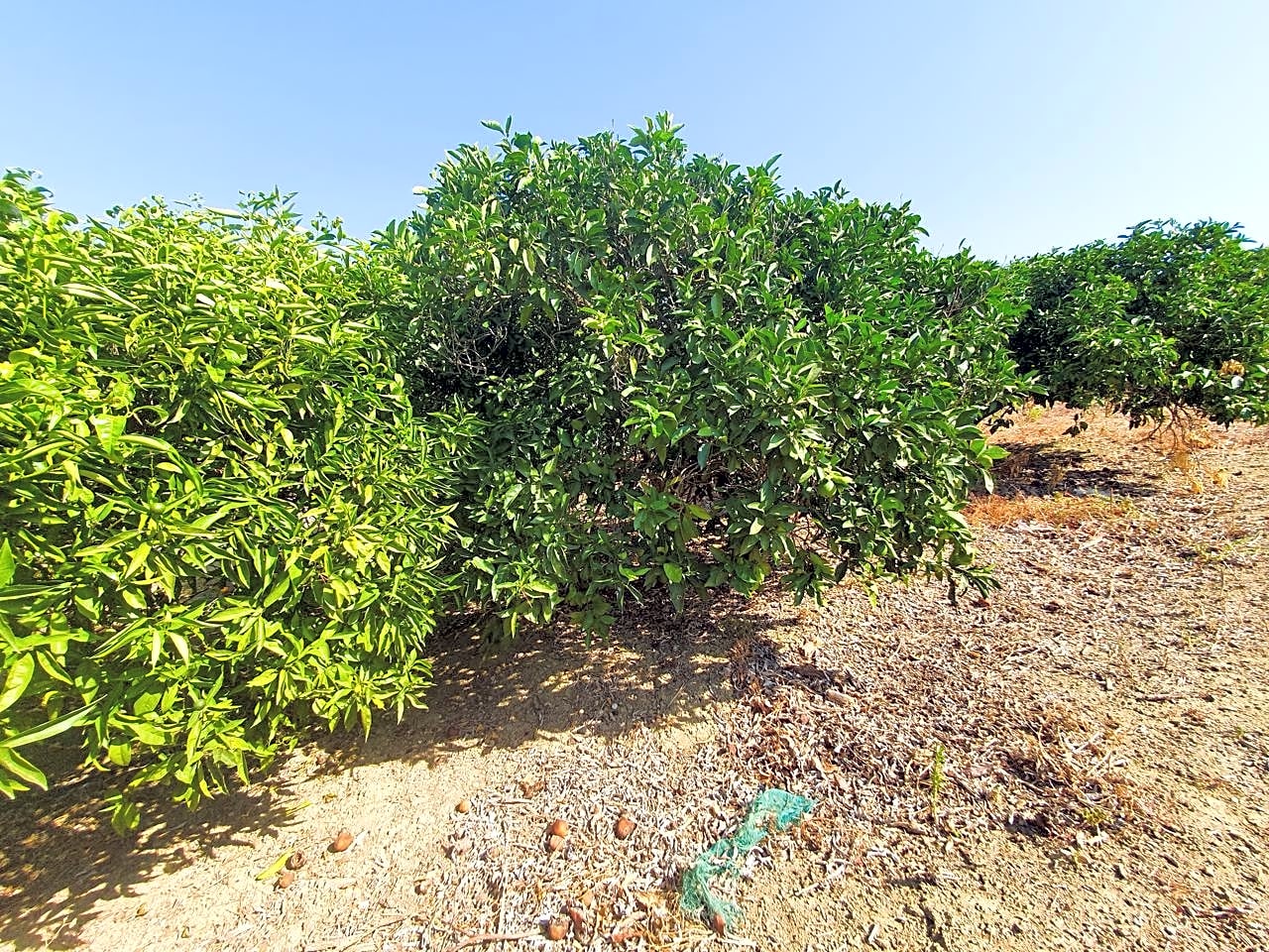 Maison de campagne à vendre à Campo de Gibraltar 16