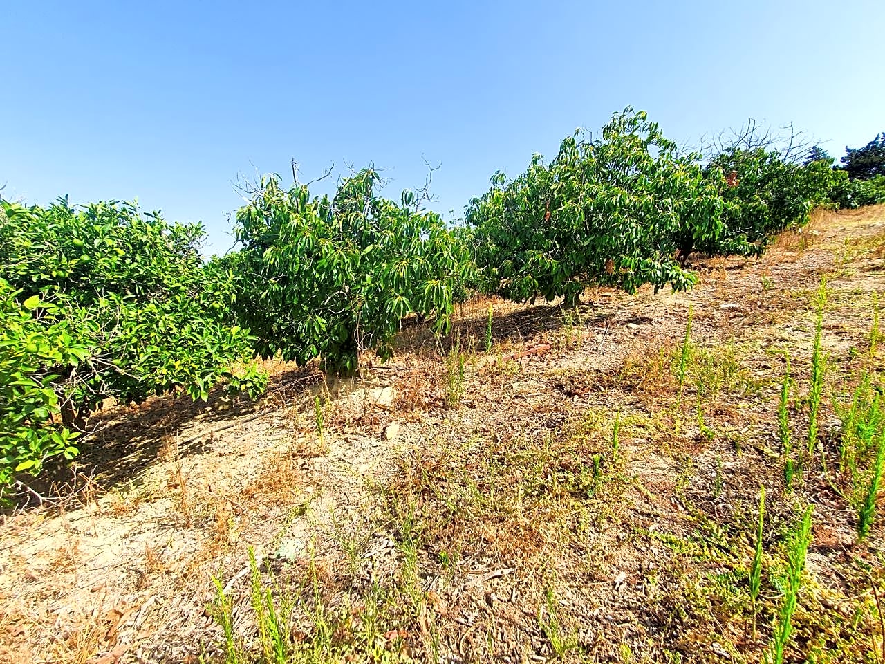 Maison de campagne à vendre à Campo de Gibraltar 17