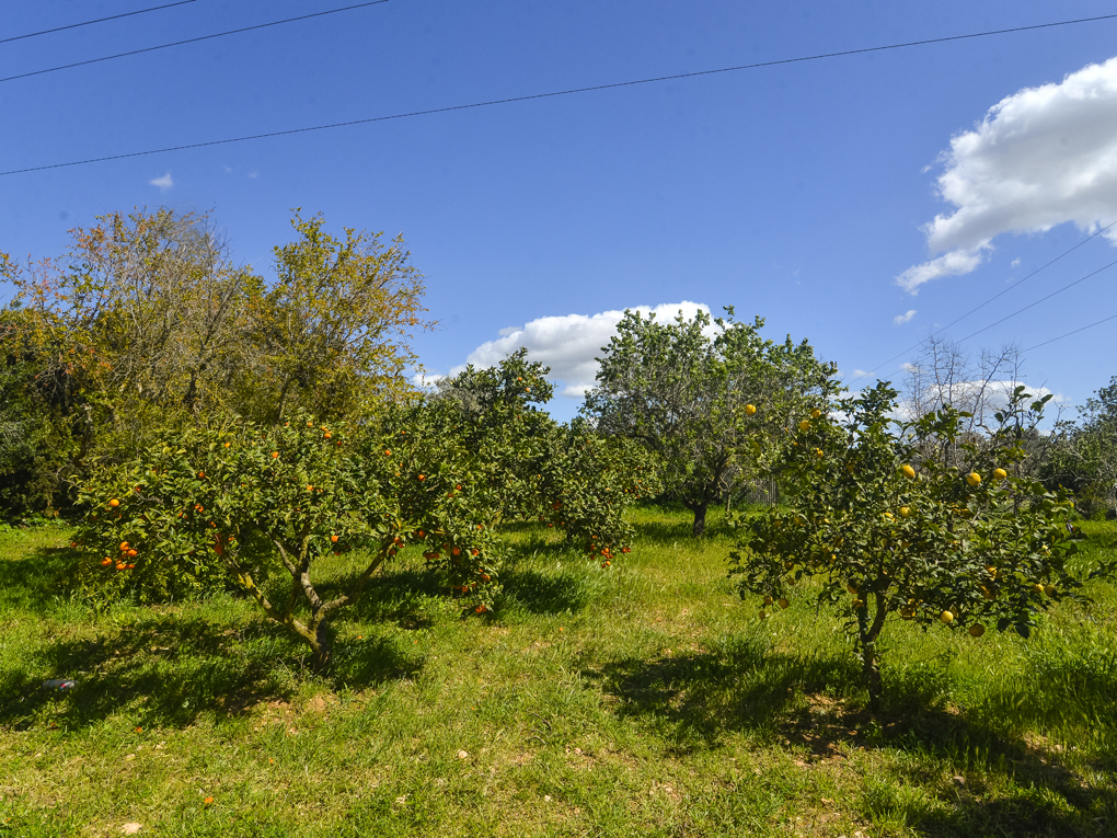 Casas de Campo en venta en Mallorca South 15