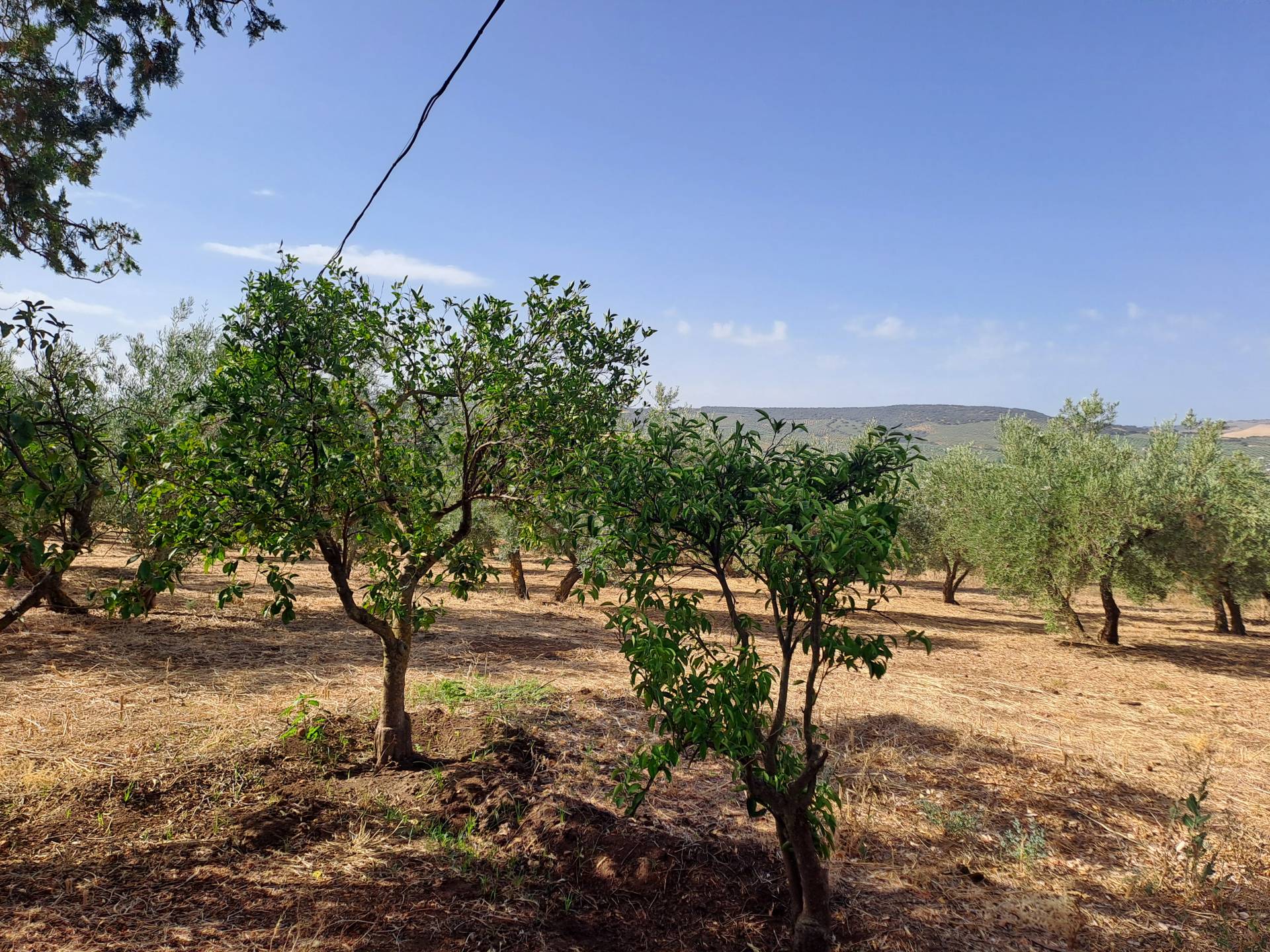 Countryhome for sale in The white villages of Sierra de Cádiz 17