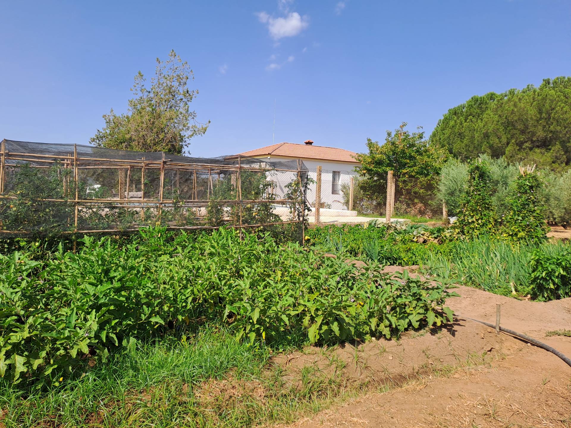 Maison de campagne à vendre à The white villages of Sierra de Cádiz 3